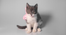 Small Cute Gray And White Kitten Sitting With A Pink Bow Around Its Neck On A White Or Gray Background: Gift On St. Valentine's Day Or New Year, Place For Text, Soft Focus 