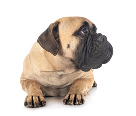 young bullmastiff in studio