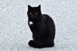 Schwarze Katze mit weißem Fleck auf der Brust (Nahaufnahme)
