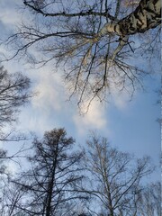 trees and sky