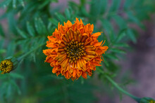Selective Focus Of Yellow Orange Chrysanthemum Indicum Closeup