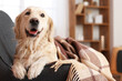 © Pixel-Shot - Cute dog covered with warm plaid at home. Concept of heating season