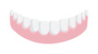 Human lower jaw gum with straight healthy teeth on white