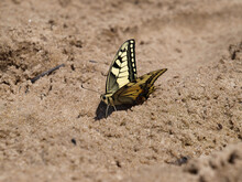 Butterfly On The Sand