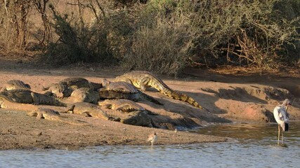 Poster - A large Nile crocodile (Crocodylus niloticus) emerging from the water to bask, Kruger National Park, South Africa