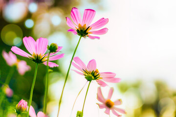 Wall Mural - Cosmos flowers beautiful in the garden soft light on blur background