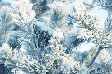 Wall Mural - Pines in hoarfrost