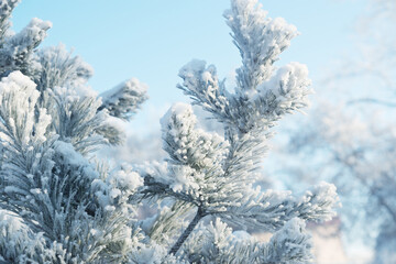 Wall Mural - Pines in hoarfrost