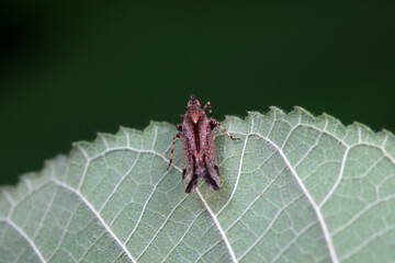 wax cicada nymphs live on wild plants in north china