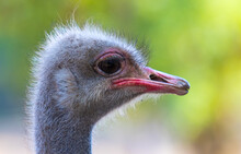 Face Of An Ostrich Bird Looks Sideways