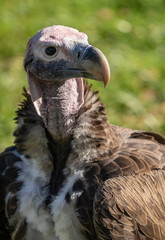 Wall Mural - adult Griffon vulture gets a close up head shot