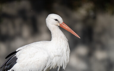 Wall Mural - white stork feeding on a sunny day in the wetlands