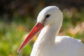 Wall Mural - white stork feeding on a sunny day in the wetlands