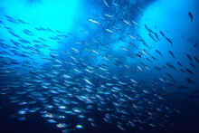 Under Water Ocean / Landscape Underwater World, Scene Blue Idyll Nature