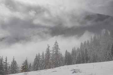 Trees in the mountains, covered with fresh snow and frost. Foggy morning winter landscape.