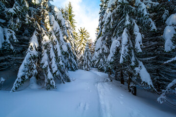 trail in spruce forest with fresh snow during winter