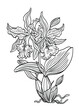Cattleya orchid with flowers. bud, leaves and roots, black and white vector graphics, coloring pages for children and adults, print for various designs.