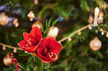 Bouquet of red Amaryllis (Amaryllidaceae), plant genus St. Joseph's lilies (Hippeastrum), in front of unfocussed lamps.