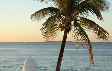 palm tree on the beach