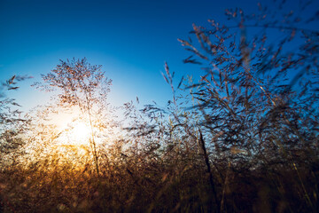 Wall Mural - Dry grass at summer sunset. Beautiful evening summer sunset.