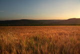 Fototapeta Na sufit - Early Summer sunrise over wheat field