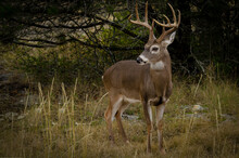 Close Up Of Whitetail Buck Looking Away From Viewers
