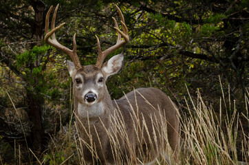 whitetail horns behind autumn grass