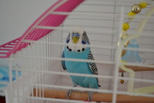 Blue Bird 