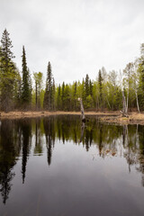 Canvas Print - Vertical shot of river with a reflection of high trees during spring season in Alaska