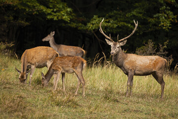 Wall Mural - family red deer, cervus elaphus, grazing on pasture in autumn nature. stag guarding herd of hinds on