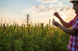 © 24K-Production - Hemp farmer holding Cbd oil made of Cannabis sativa plant in a dropper and bottle.