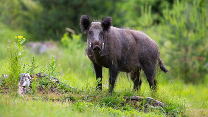 Wall Mural - wild boar, sus scrofa, standing on grassland in summertime nature. brown swine looking to the camera