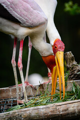 Wall Mural - Mycteria cinerea - Milky white couple on a nest in the aviary.