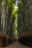 Fototapeta Dziecięca - path in bamboo forest