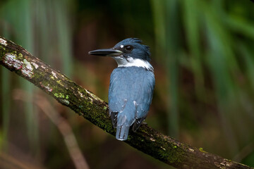 Sticker - Belted kingfisher