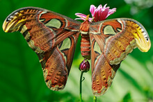 Atlas Moth (Attacus Atlas) Perching On Wildflowers. This Beautiful Moth Is Known As The Largest Moth In The World.