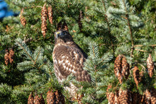 A Beautiful Hawk Resting On Green Needles Filled Pine Tree Branch Under The Sun Staring Right At You