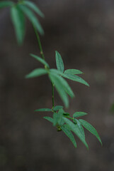 rose leaves