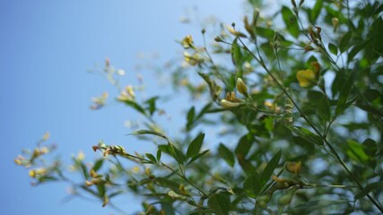 Wall Mural - Fresh green pigeon pea field