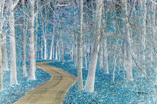Image Inversion Enhanced Art Photograph Of An Autumn Woodland Landscape With A Paved Walking Trail And Leaf Covered Ground Surface, With A Winter Look
