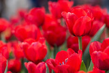 Fototapeta Tulipany - Fresh colorful tulips flower bloom in the garden.