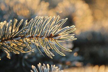 Wall Mural - Spruce twig in sparkling hoarfrost at dawn. Bokeh effect. The pink golden rays of the rising sun play on a branch of a blue Christmas tree. Spruce branch at dawn close-up. Christmas background. 