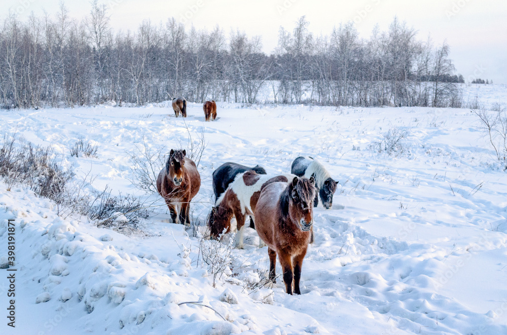 Yakut horses in the village of Oymyakon, the temperature of -40 degrees ...