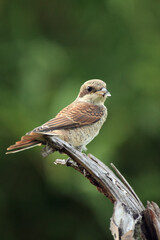 Poster - The juvenile red-backed shrike (Lanius collurio) sitting on a dry branch of a fly caught in its beak. Young shrike with prey with green background.