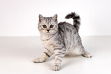 Fototapeta Koty - Portrait of Scottish straight kitten on white background