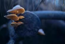 Mushrooms In The Snow, Winter View, Landscape In December Forest
