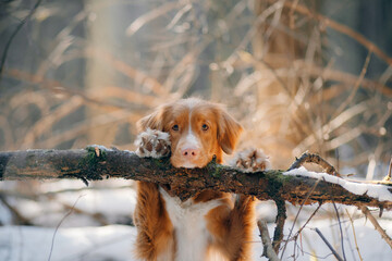 Wall Mural - dog in a snowy forest. Pet in the winter nature. Nova Scotia Duck Retriever put its paws on a log