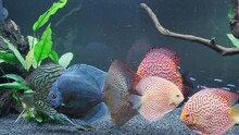 Feeding Of Discus Fish In 240l Fishtank With Cubes Of Cow Heart Meat And Spirulina Algea