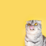 Fototapeta Zwierzęta - The gray Scottish Fold cat licks its lips amusingly, stuck out its tongue. Cute pet. Yellow background, close-up portrait.