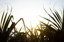 Unfiltered Sunrise Palms